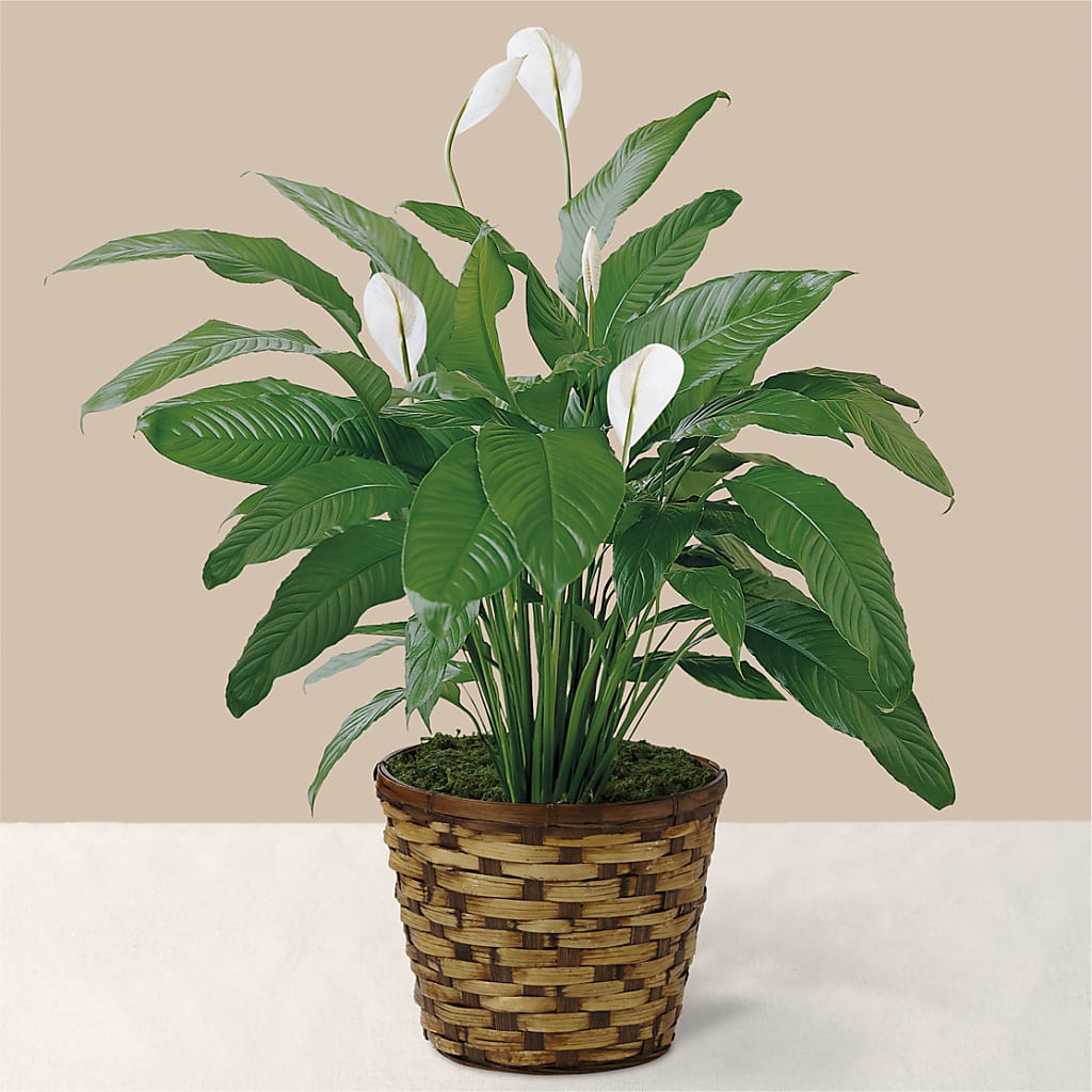 Tranquil Moments Peace Lily Plant – TOWN CENTER FLORIST & GIFTS INC, Orlando FL