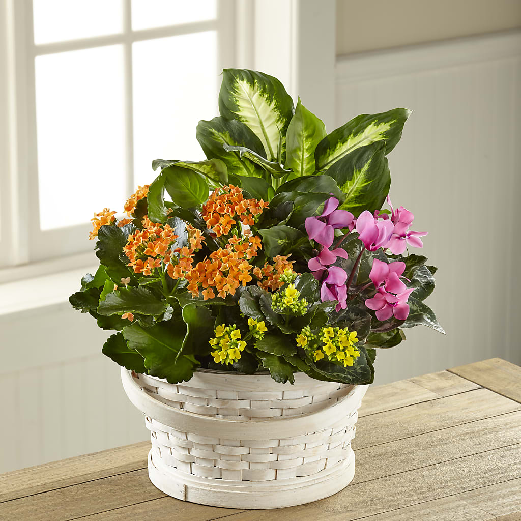 Color Crush Dishgarden – TOWN CENTER FLORIST & GIFTS INC, Orlando FL
