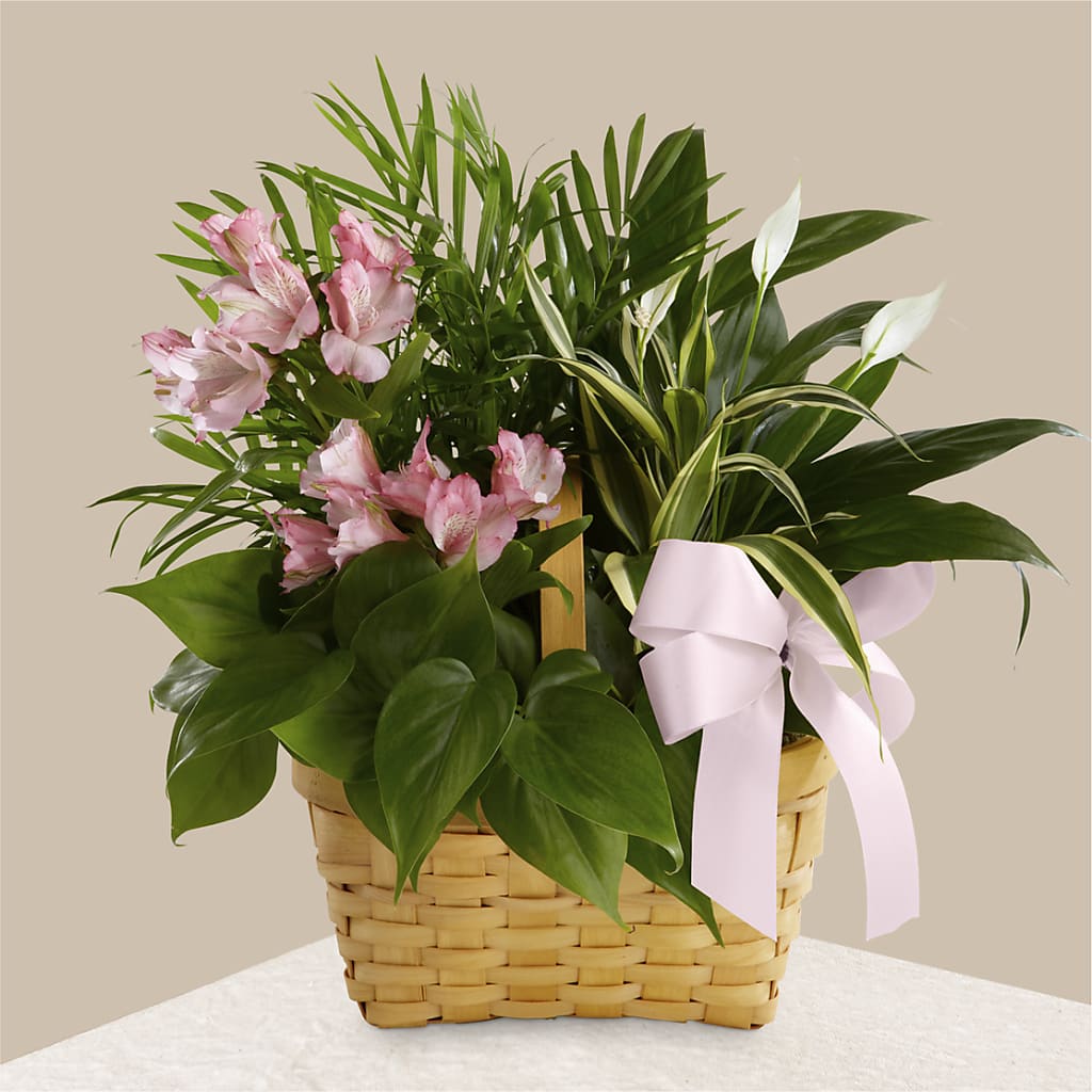 Living Spirit Dishgarden – TOWN CENTER FLORIST & GIFTS INC, Orlando FL