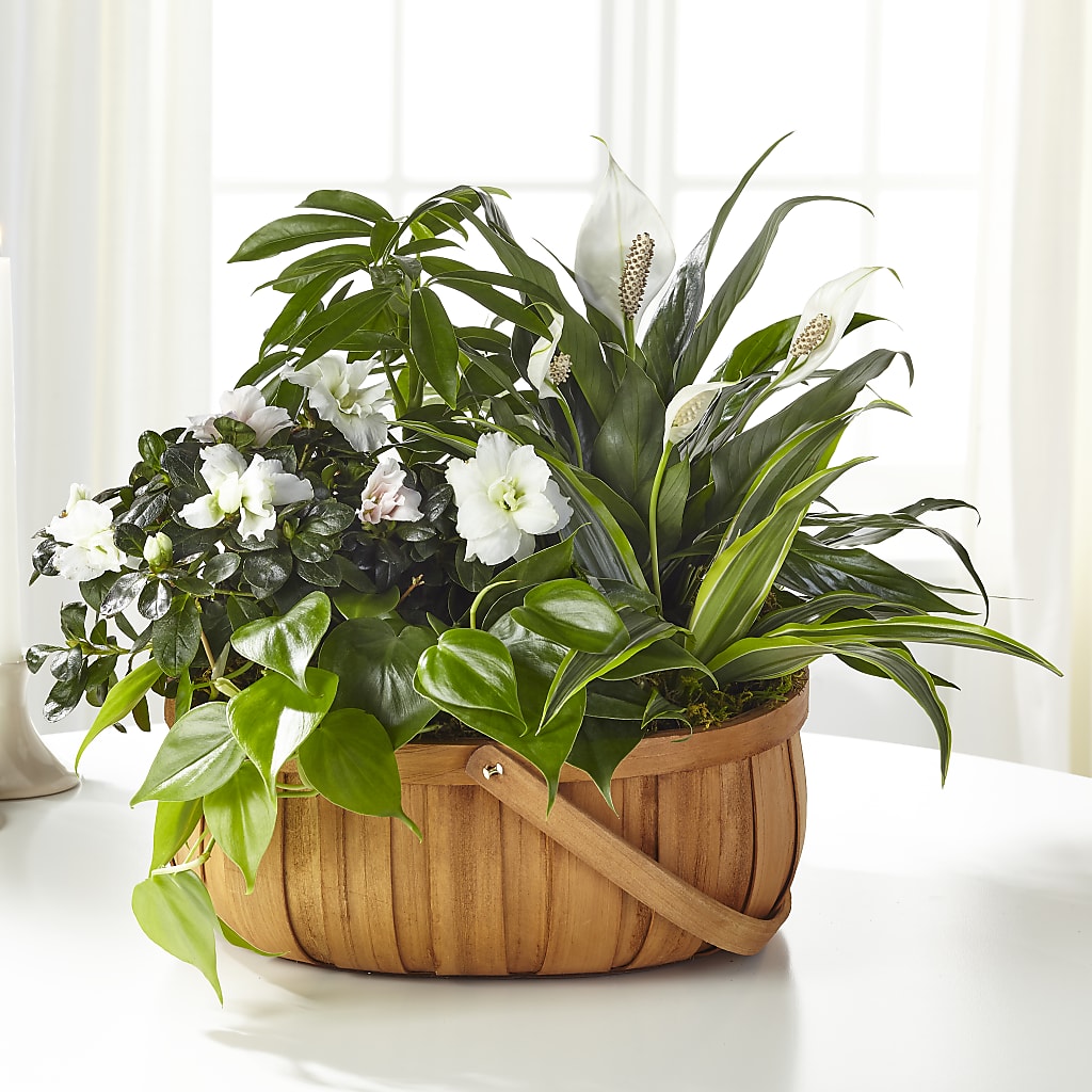 Serene Dishgarden – TOWN CENTER FLORIST & GIFTS INC, Orlando FL