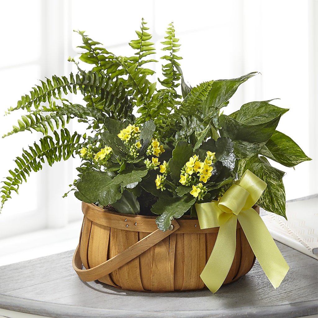 Always Dear Dishgarden – TOWN CENTER FLORIST & GIFTS INC, Orlando FL