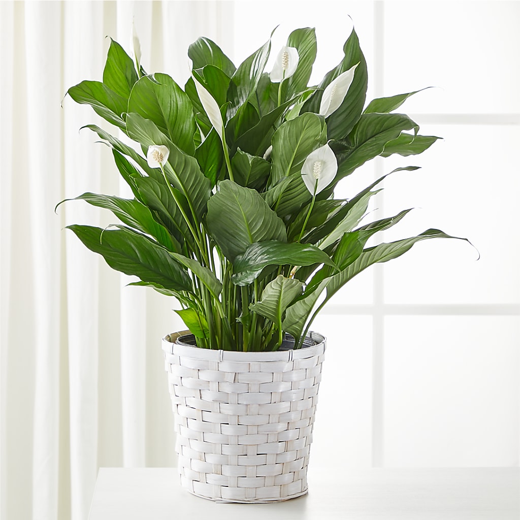 A New Leaf Peace Lily – TOWN CENTER FLORIST & GIFTS INC, Orlando FL