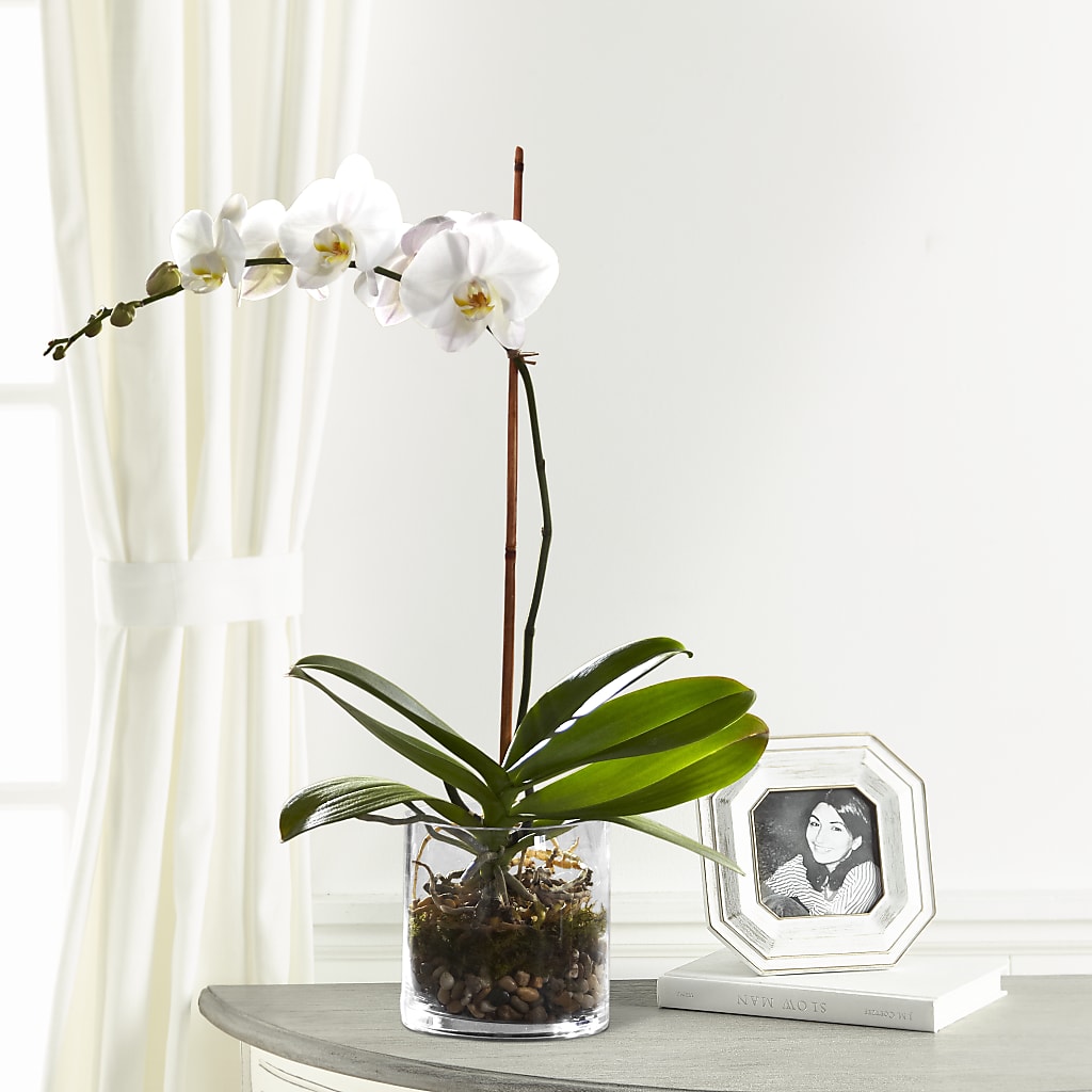 White Orchid Planter – TOWN CENTER FLORIST & GIFTS INC, Orlando FL
