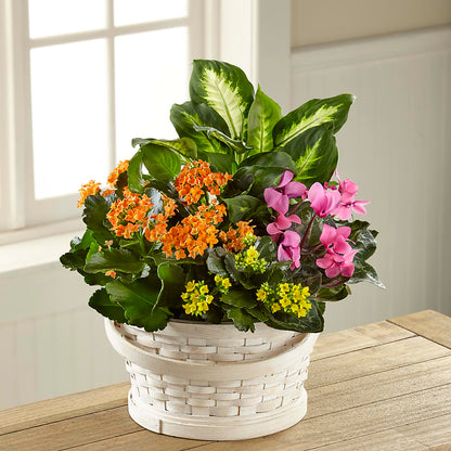 Color Crush Dishgarden – TOWN CENTER FLORIST & GIFTS INC, Orlando FL