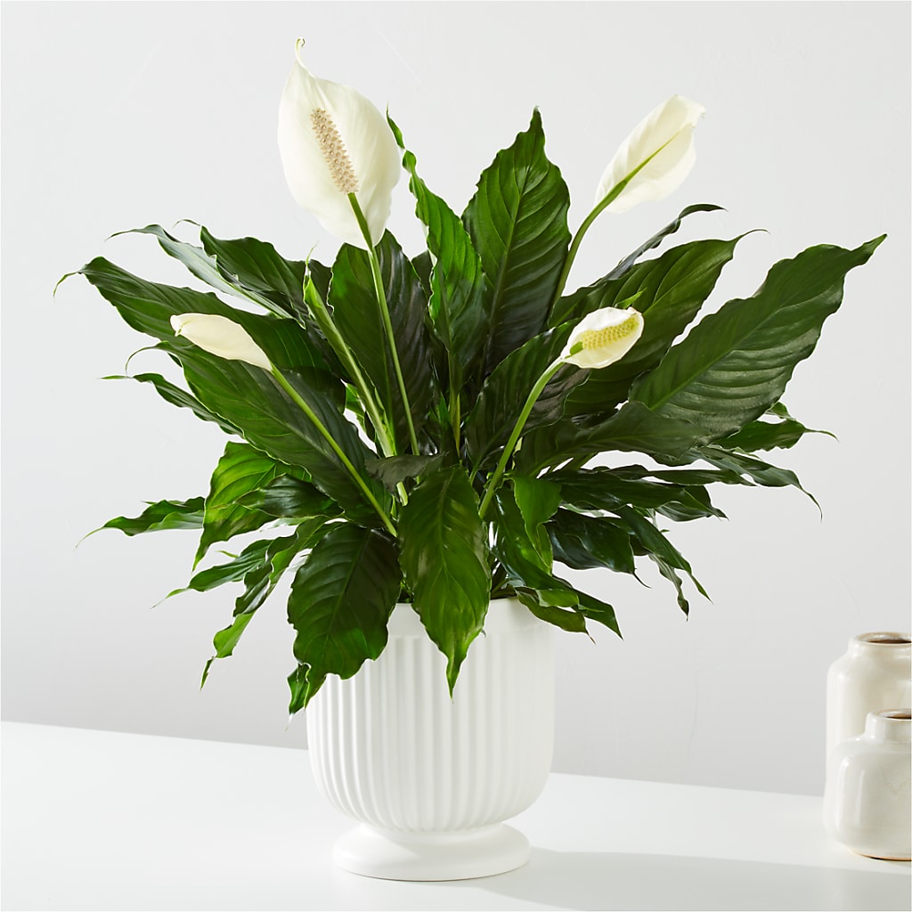 Comfort Planter – TOWN CENTER FLORIST & GIFTS INC, Orlando FL