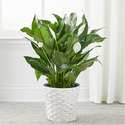 A New Leaf Peace Lily – TOWN CENTER FLORIST & GIFTS INC, Orlando FL