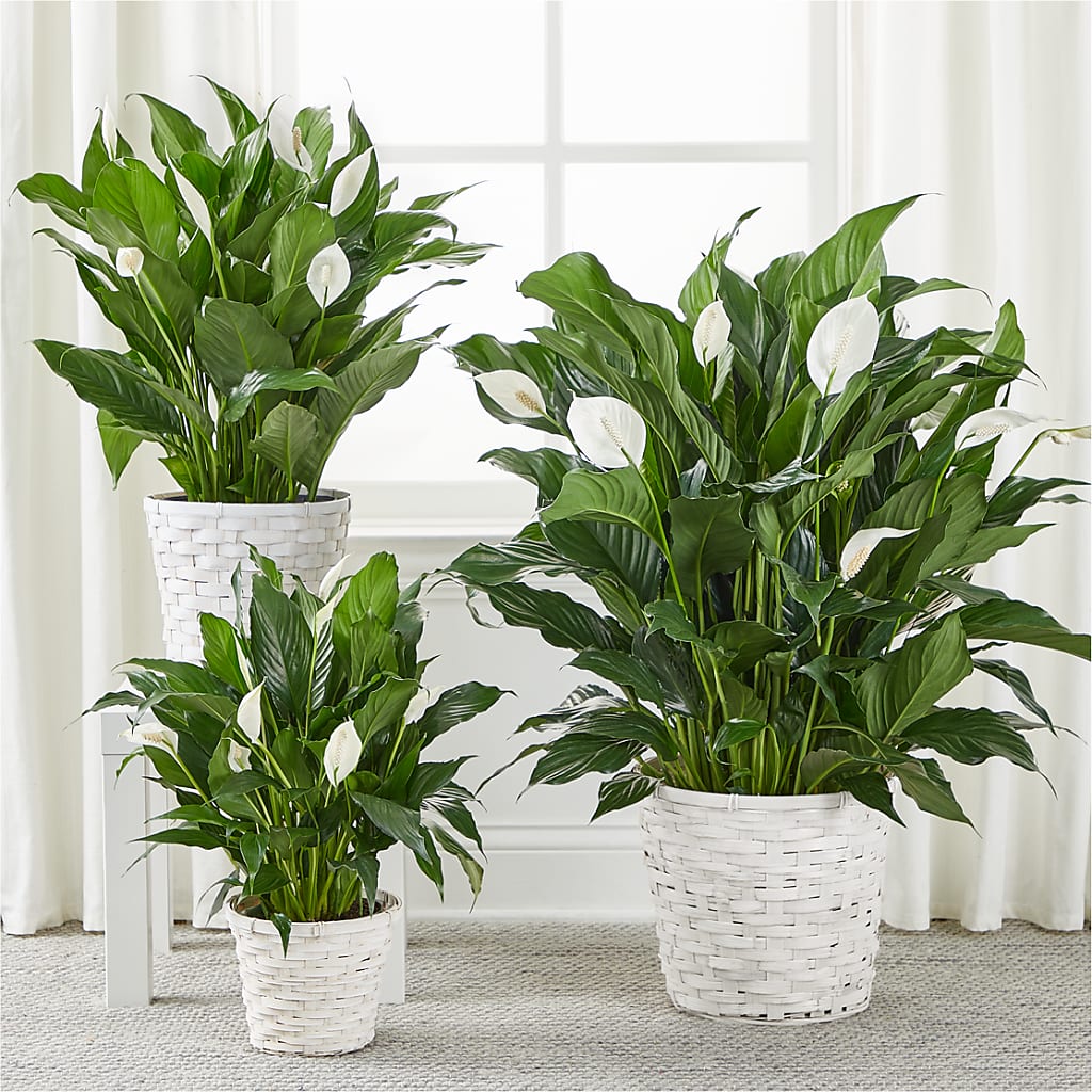 A New Leaf Peace Lily – TOWN CENTER FLORIST & GIFTS INC, Orlando FL