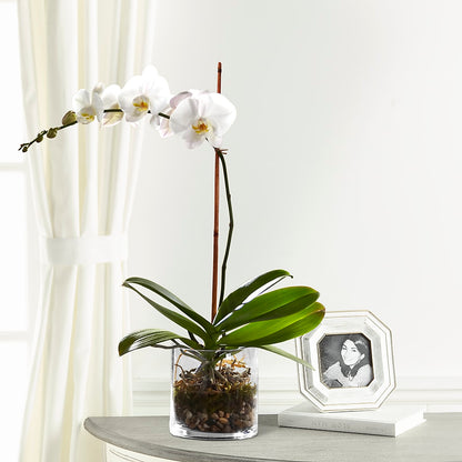 White Orchid Planter – TOWN CENTER FLORIST & GIFTS INC, Orlando FL